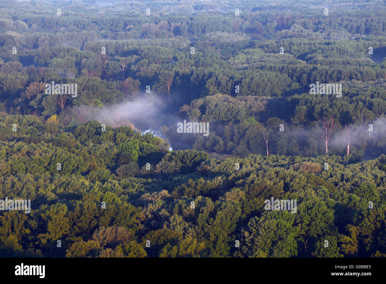 Danubio Floodplain Forest National Park, Austria Foto Stock