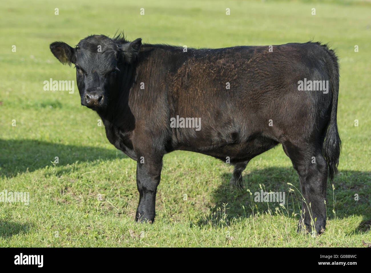 Gallese bestiame nero Foto Stock