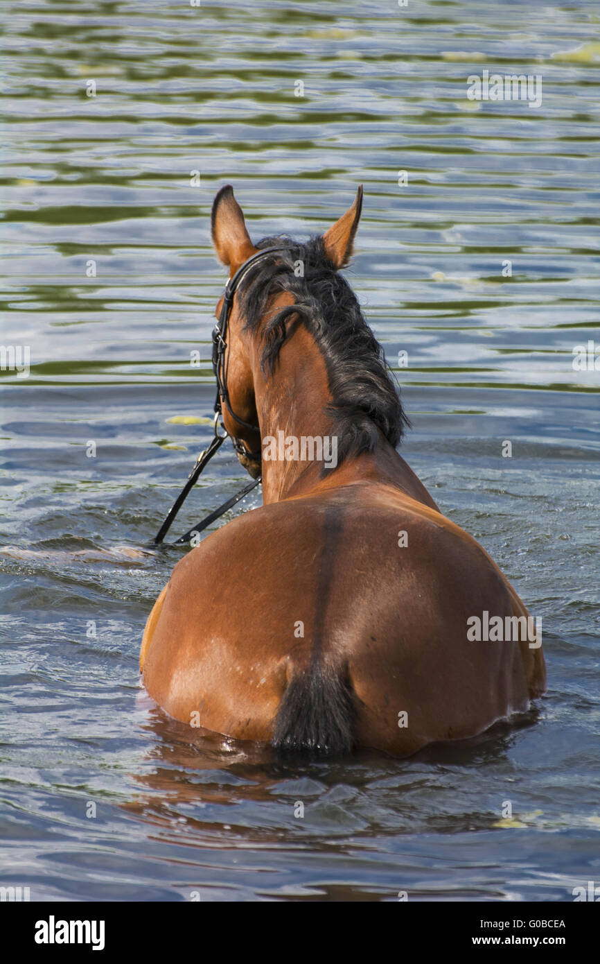 Cavallo in un lago Foto Stock