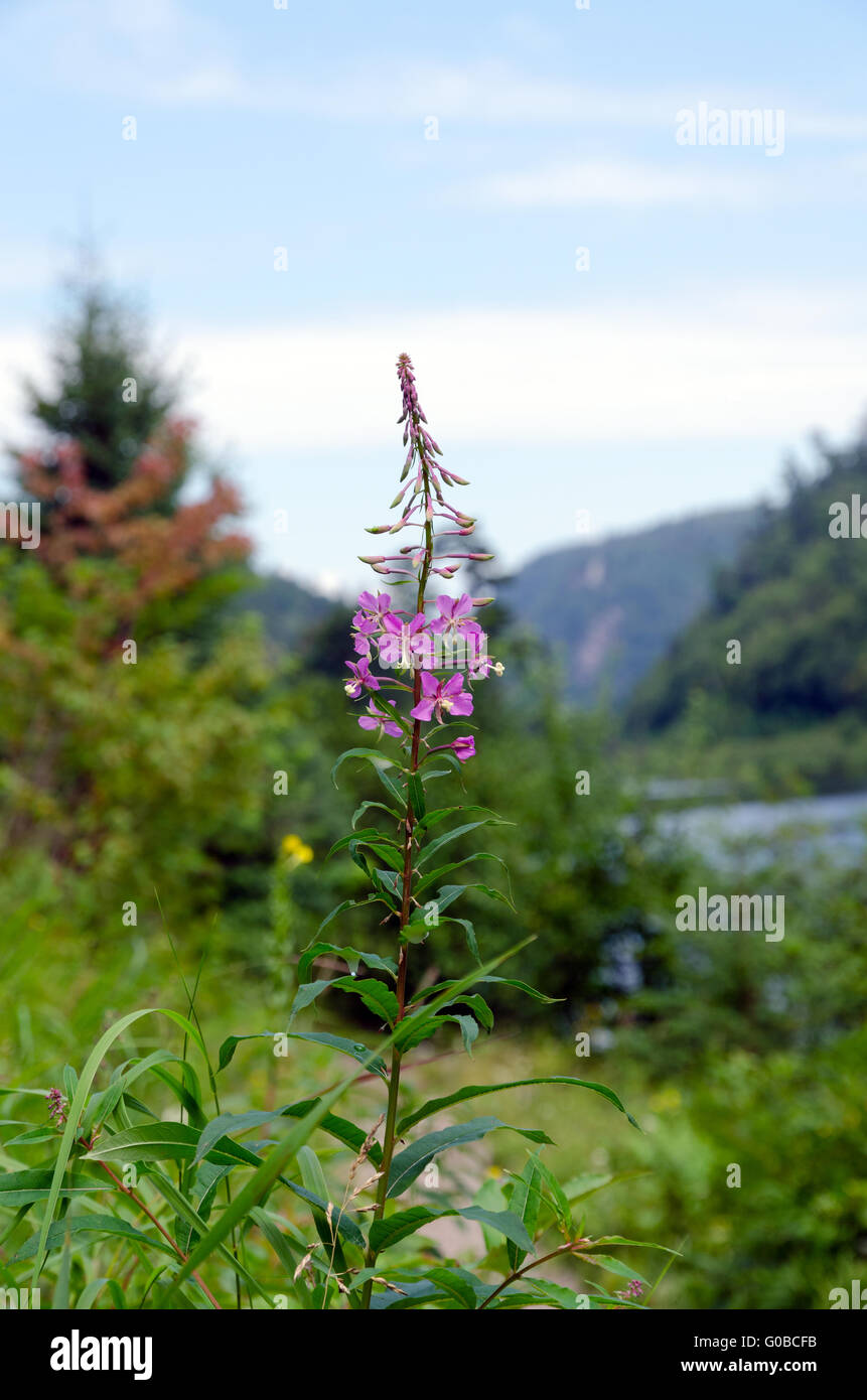 Erba verde Foto Stock