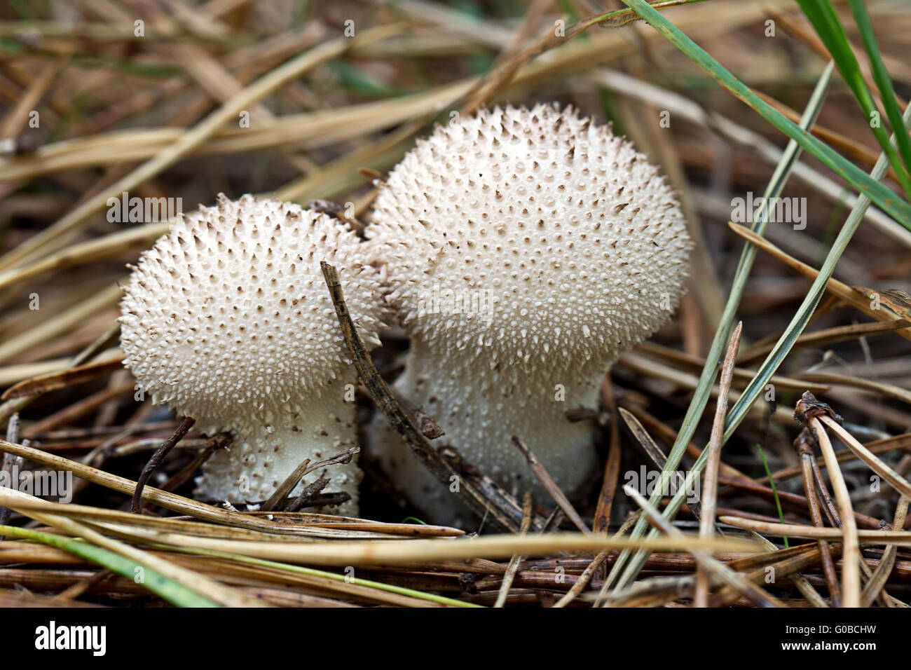 Fuzz-ball i funghi di bosco Foto Stock