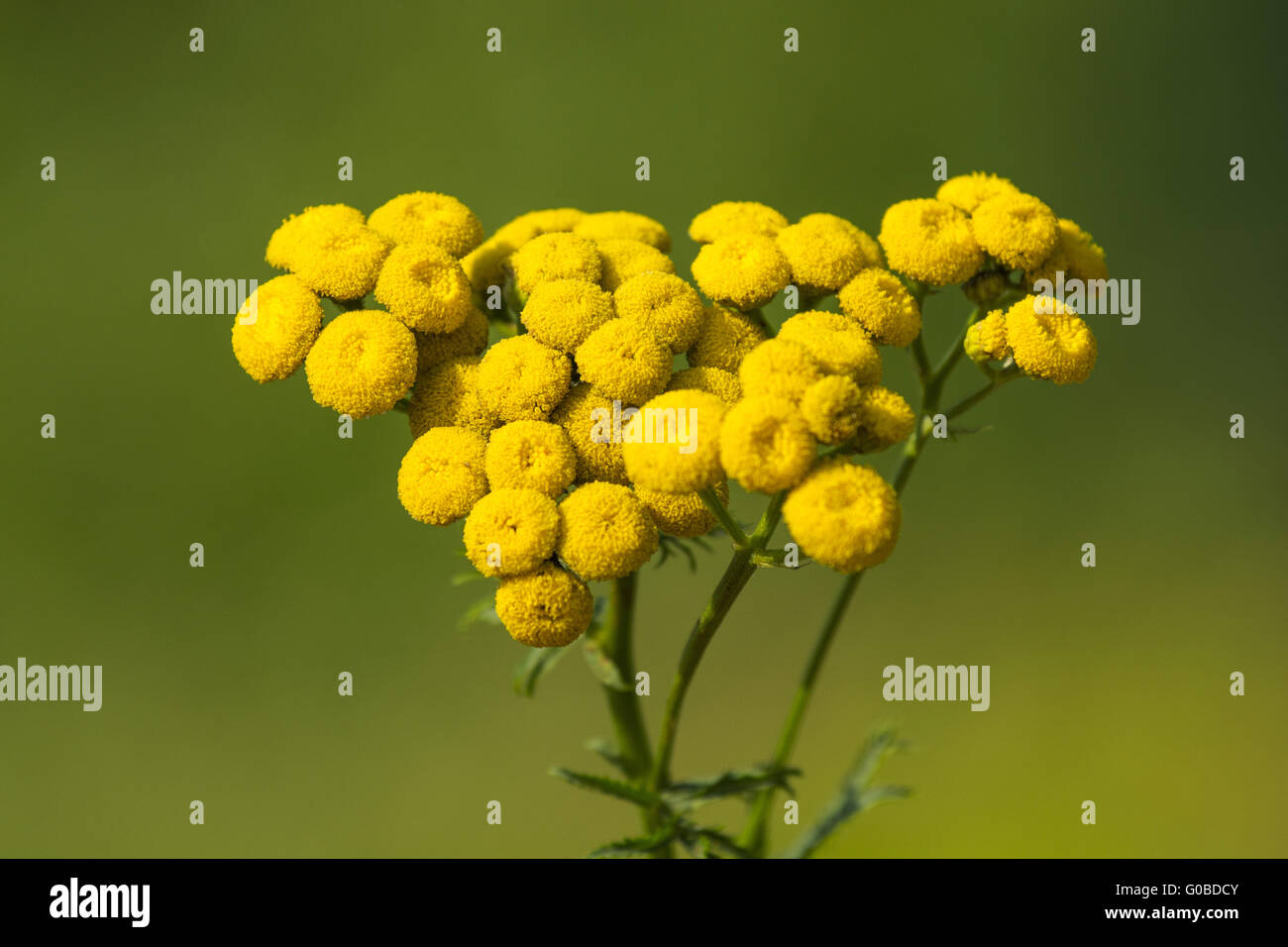 Achillea, achillea gialla Foto Stock