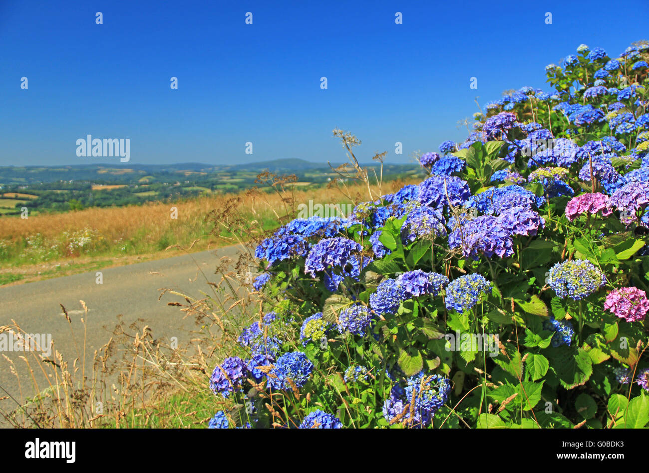 Fioritura Hortensia in Bretagna Foto Stock