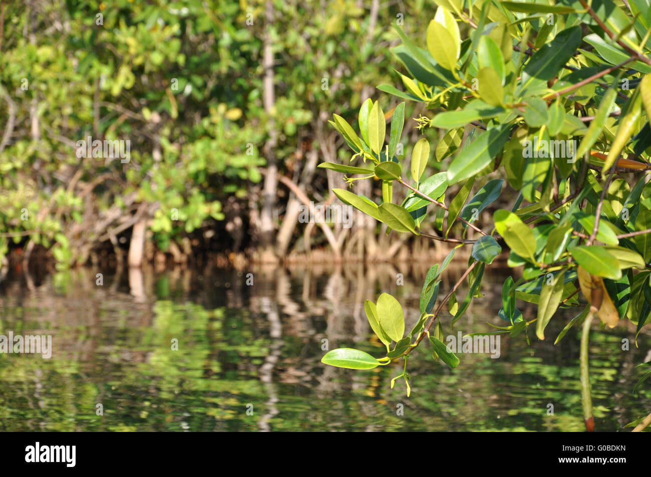 Mangrovie messicano Foto Stock