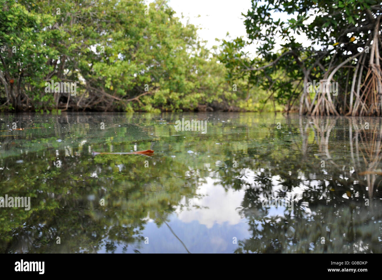 Caribian Mangrovie Foto Stock