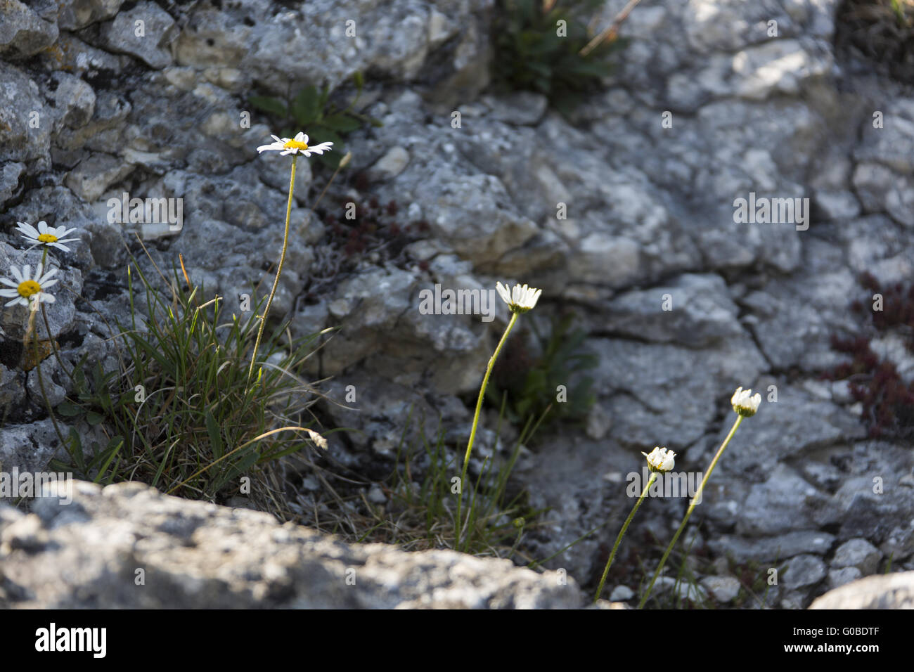 Fiori su rockface Foto Stock