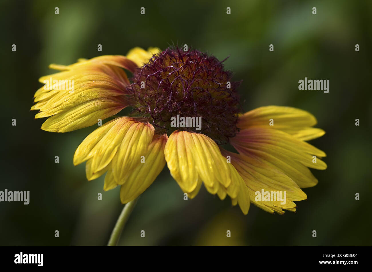 Aster Foto Stock