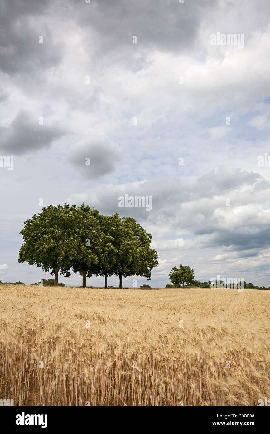 Cornfield con albero di noce nella parte anteriore del cielo velato Foto Stock