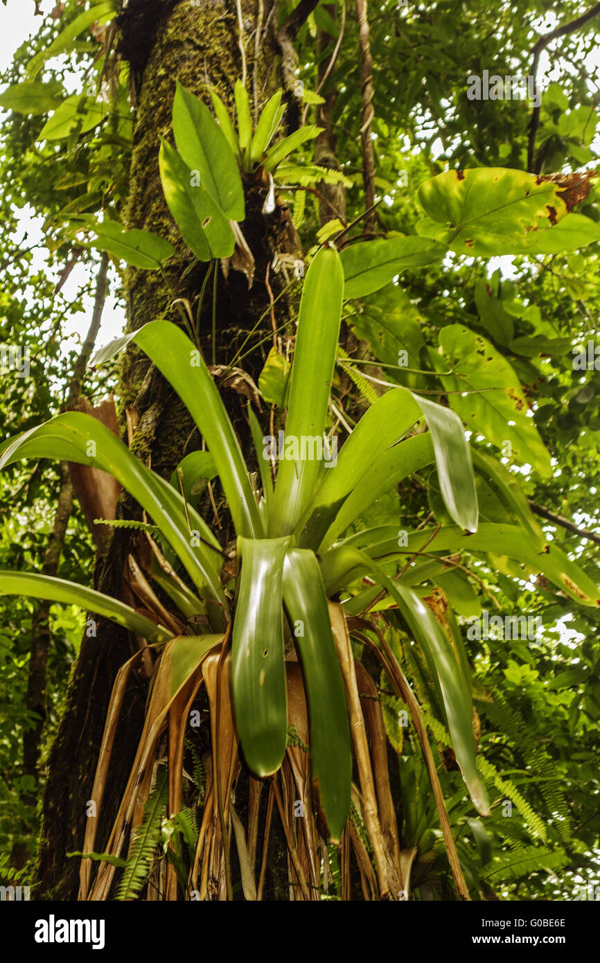 Piante Epifite Rainforest Dominica West Indies Foto Stock Alamy
