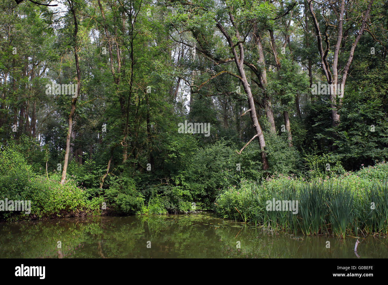 Danubio Floodplain Forest National Park, Austria Foto Stock