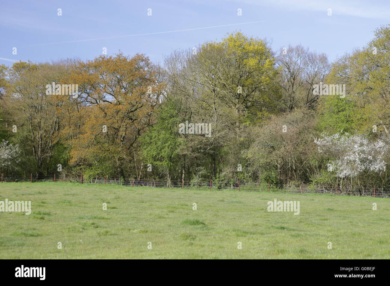 Alberi in boschi di Bourne Lincolnshire UK - Primavera Foto Stock