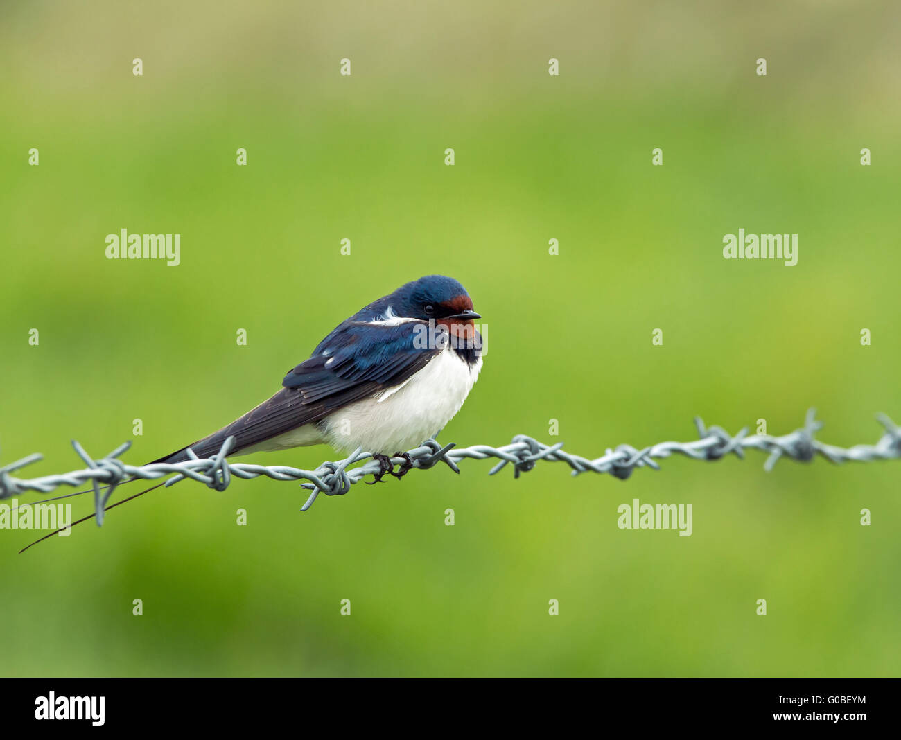 Adulto Barn Swallow in appoggio sul filo spinato Foto Stock