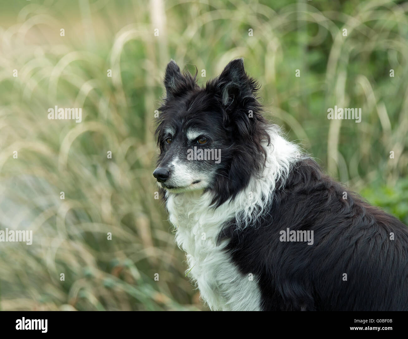 Close-up shot di anziani Border Collie Foto Stock