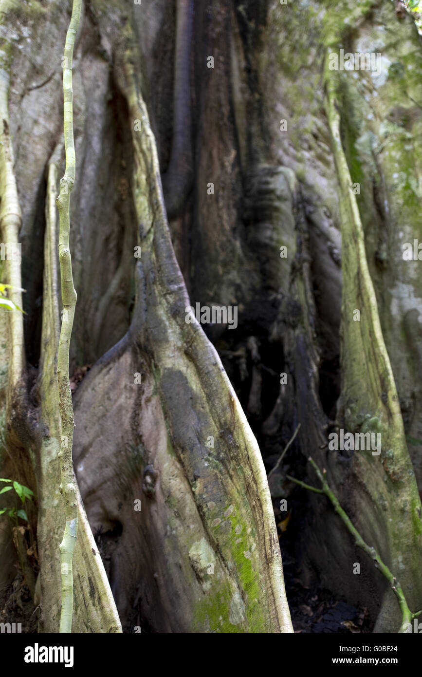 Le radici di un albero tropicale Foto Stock