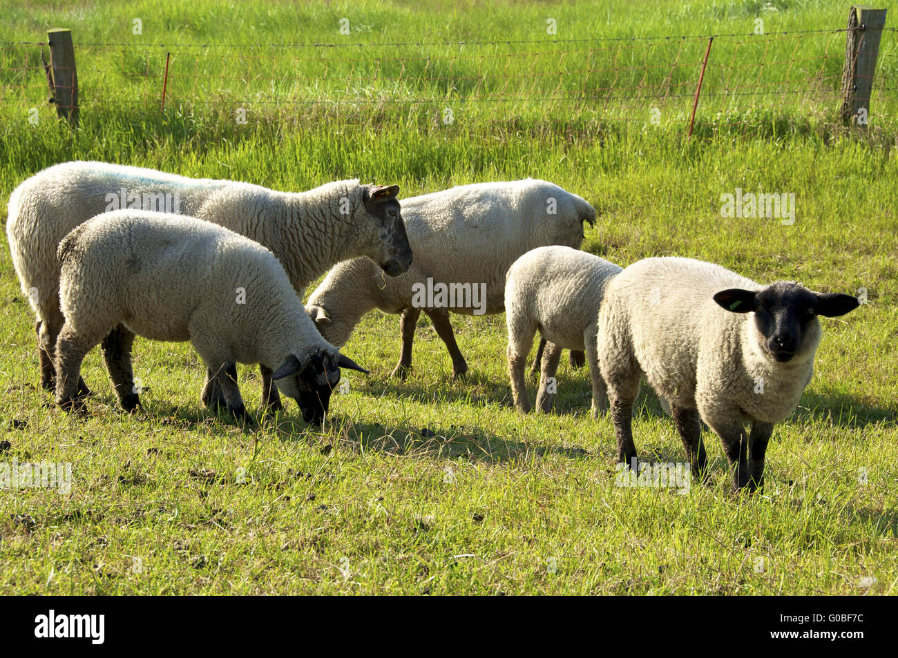 Gregge di pecore su Langeneß Foto Stock