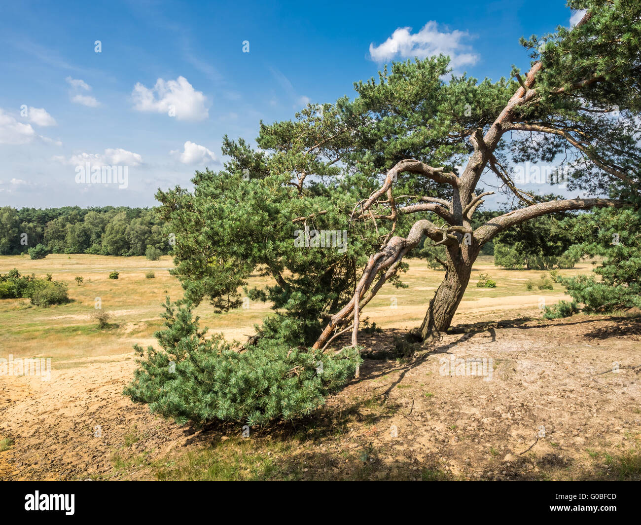 Vecchio albero di pino Foto Stock