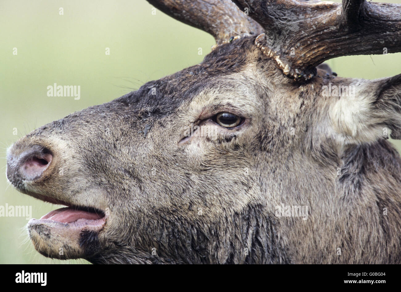Ritratto di un ruggente Red Deer stag Foto Stock