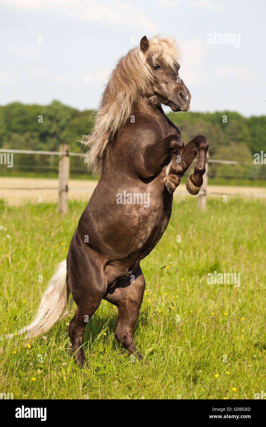 accattonaggio Pony Foto Stock