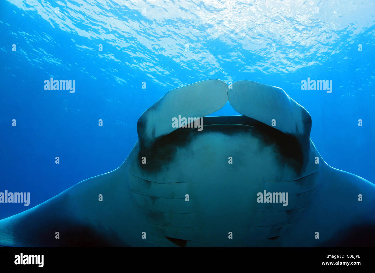 Manta Ray Foto Stock