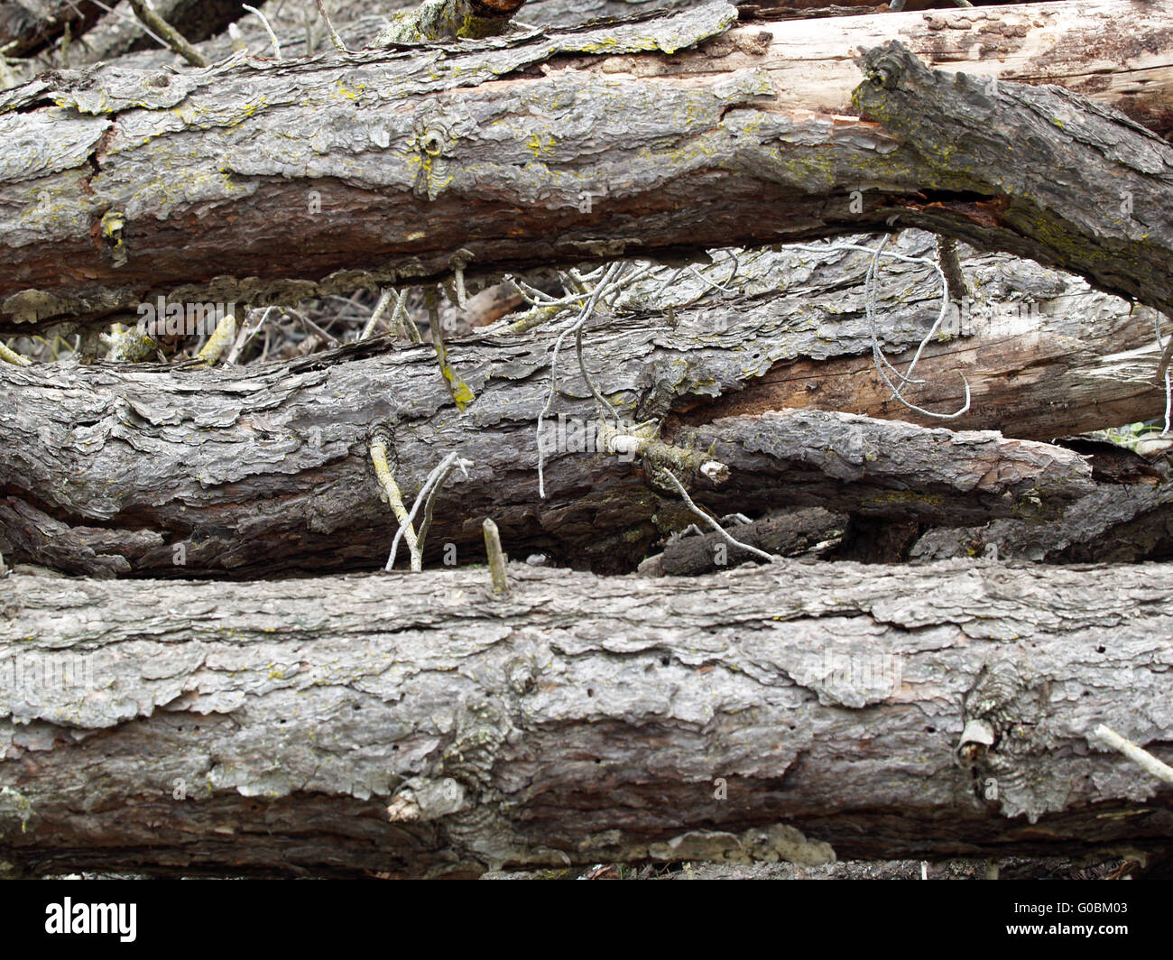 Tronchi di alberi caduti all'esterno impilati in stretta shot Foto Stock