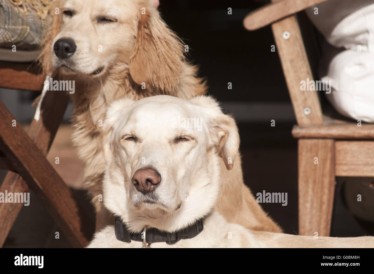 Due cani relax su acceso sole autunnale portico lit clos Foto Stock