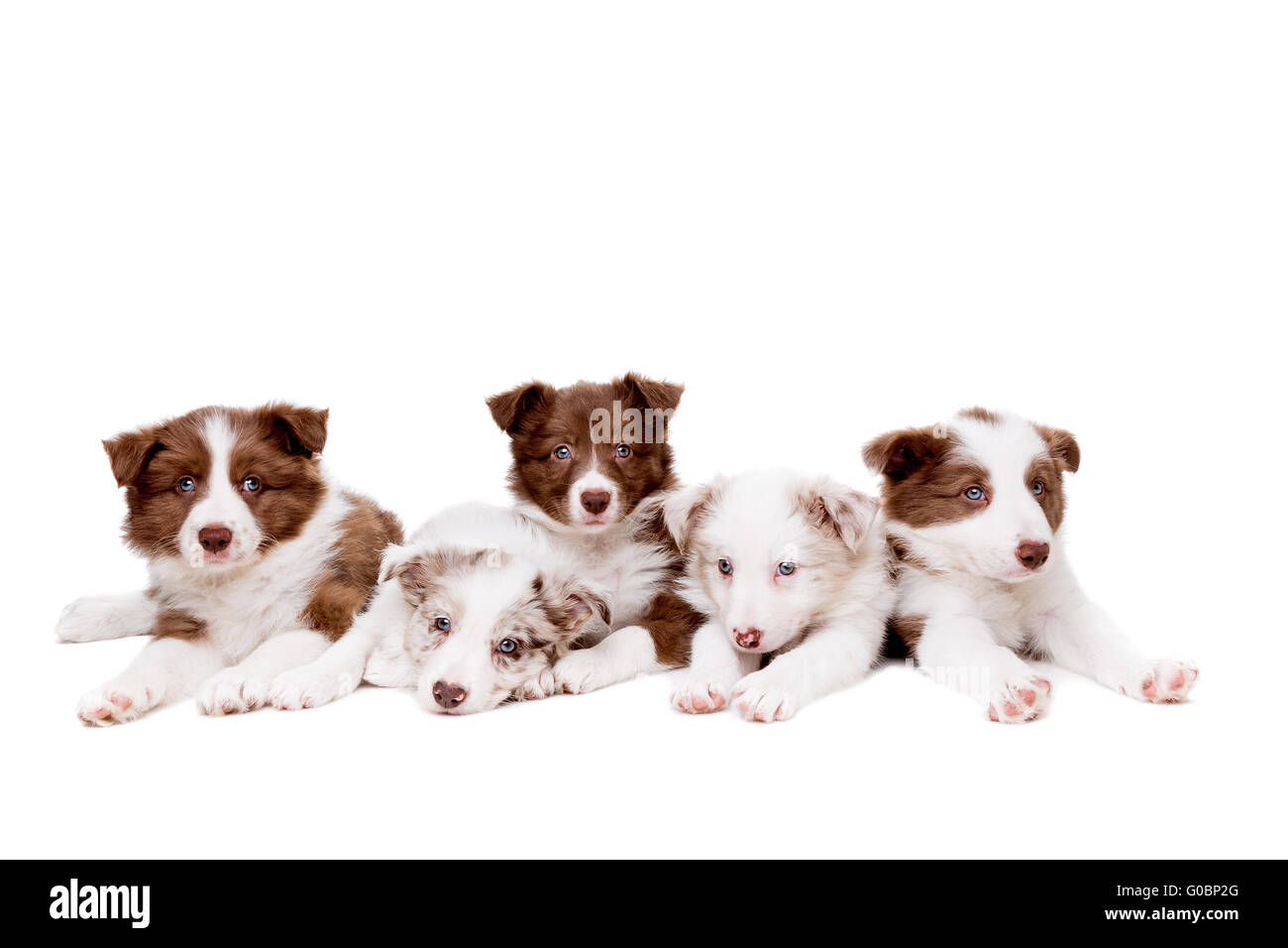Il gruppo di cinque Border Collie cucciolo cani Foto Stock