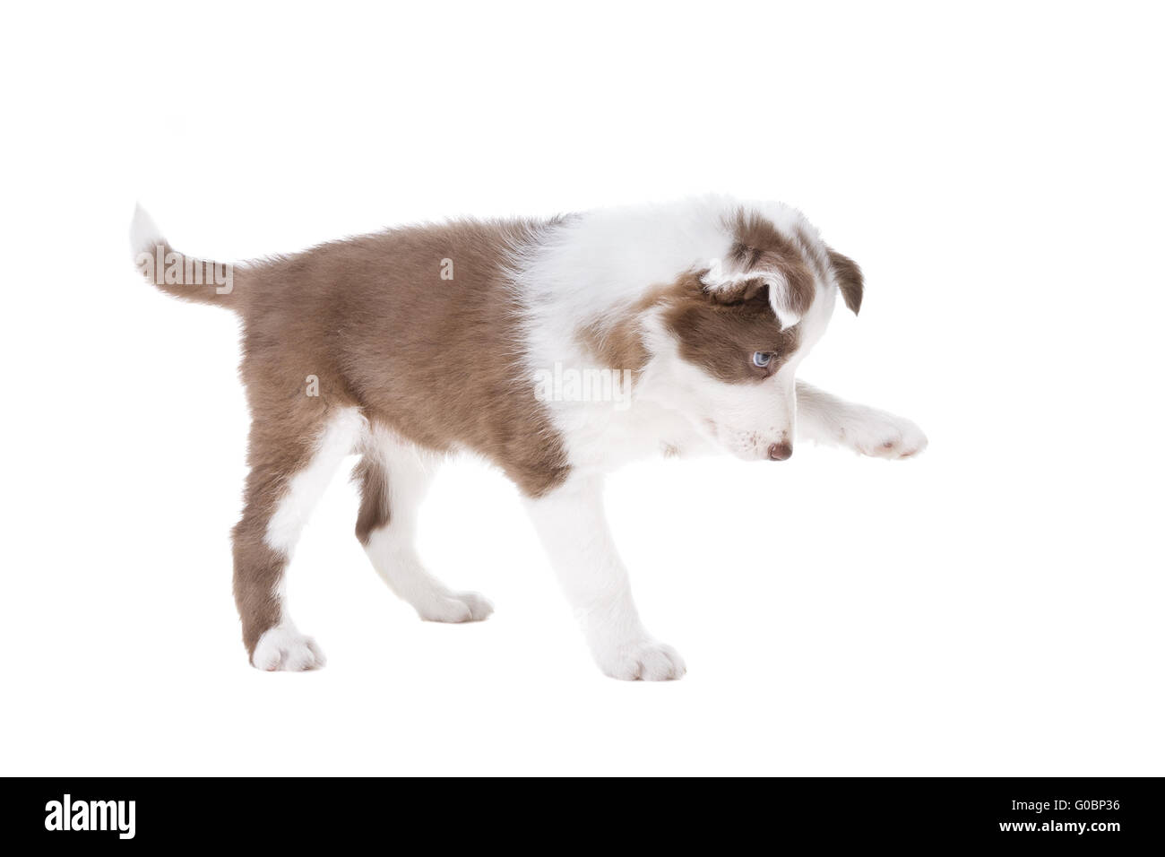 Border Collie cucciolo di cane davanti a uno sfondo bianco Foto Stock