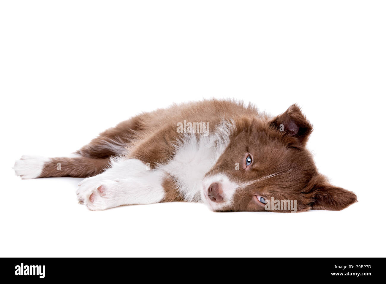 Border Collie cucciolo di cane davanti a uno sfondo bianco Foto Stock