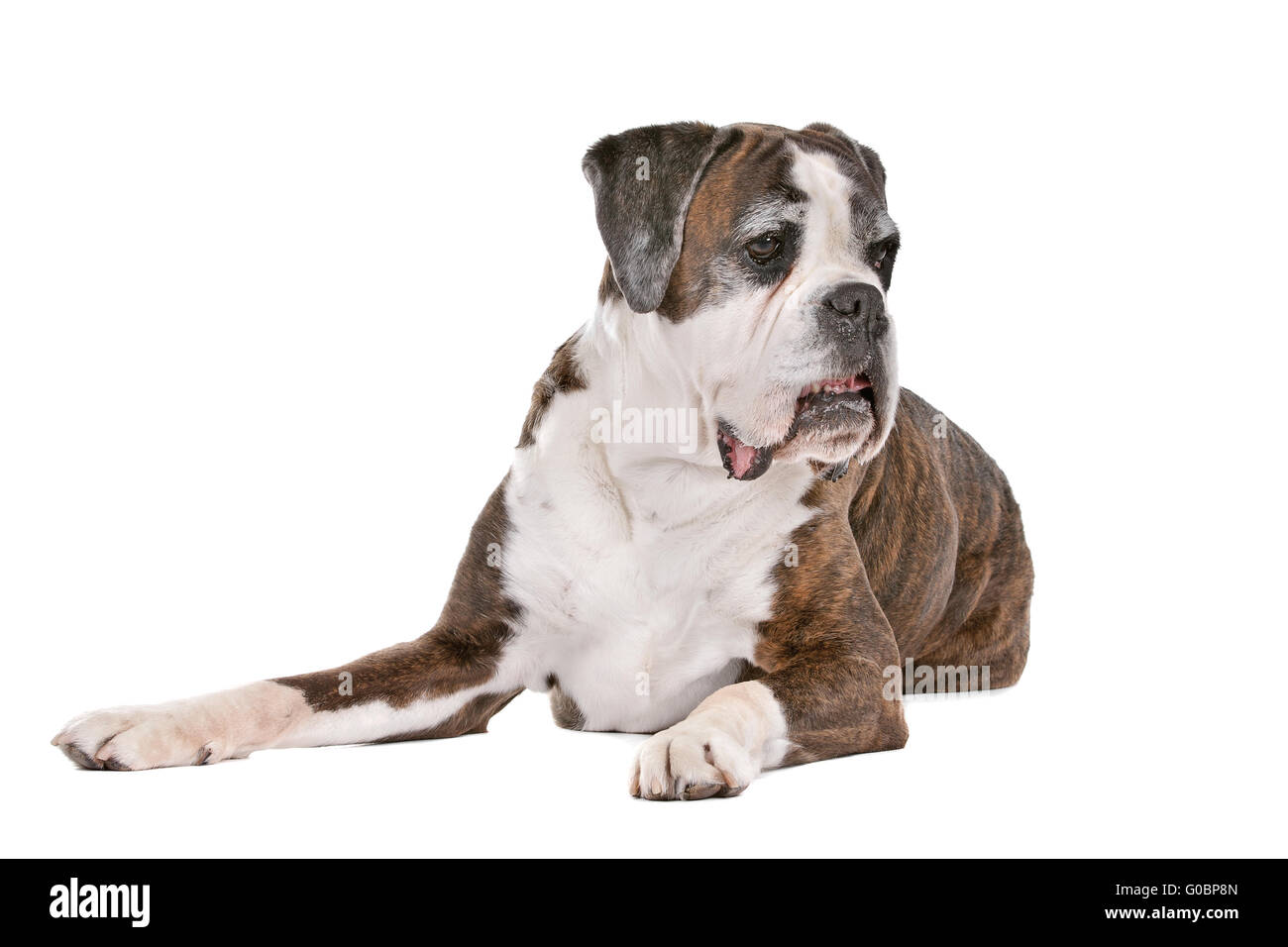 Cane Boxer davanti a uno sfondo bianco Foto Stock