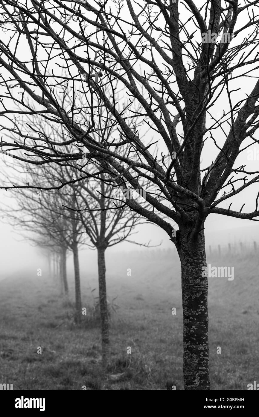 Alberi nella nebbia Foto Stock