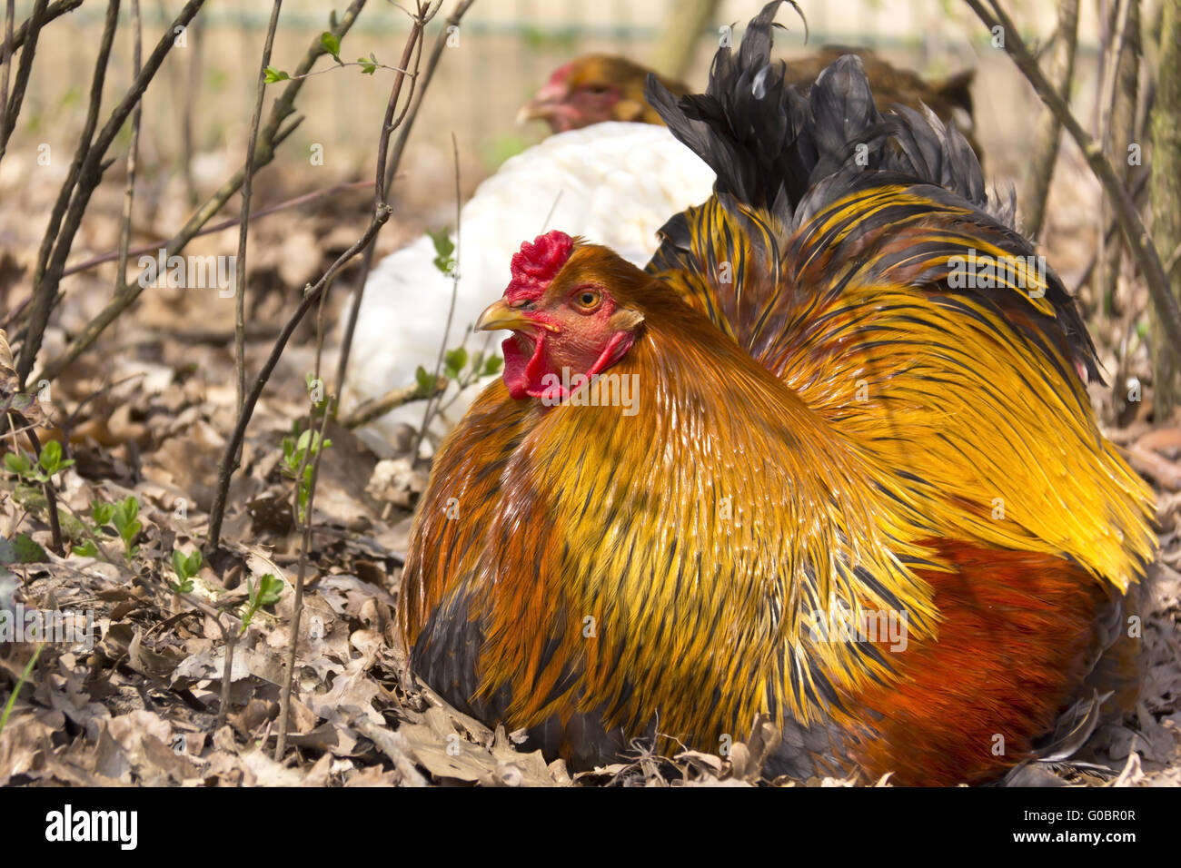 Una bella hen è seduto Foto Stock