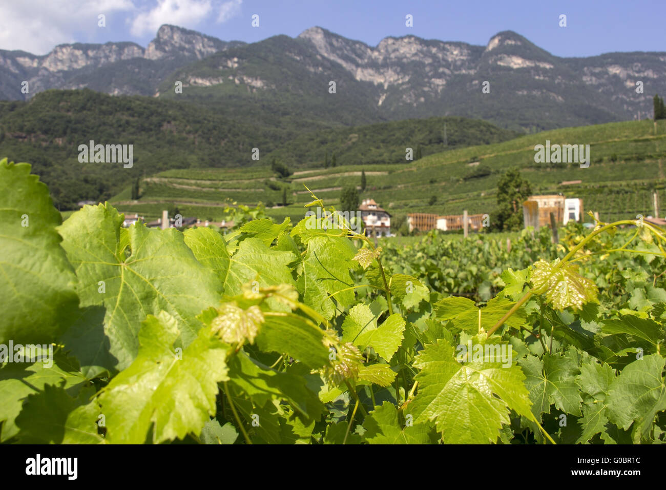 Vigneto di Caldaro, Caladaro, Alto Adige Foto Stock