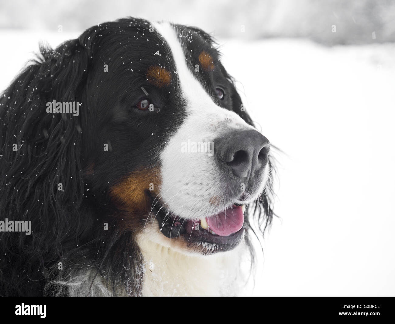 Bovaro del Bernese Foto Stock