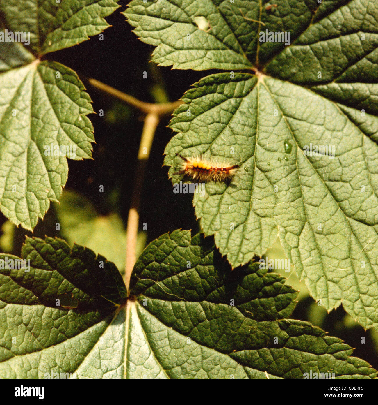 Rusty Tussock Moth o Vaporer Foto Stock