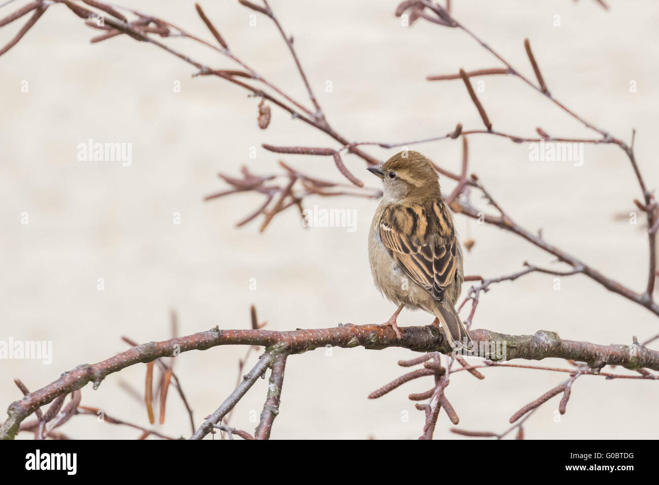 Vista ravvicinata di una casa passero seduti sulla struttura ad albero Foto Stock