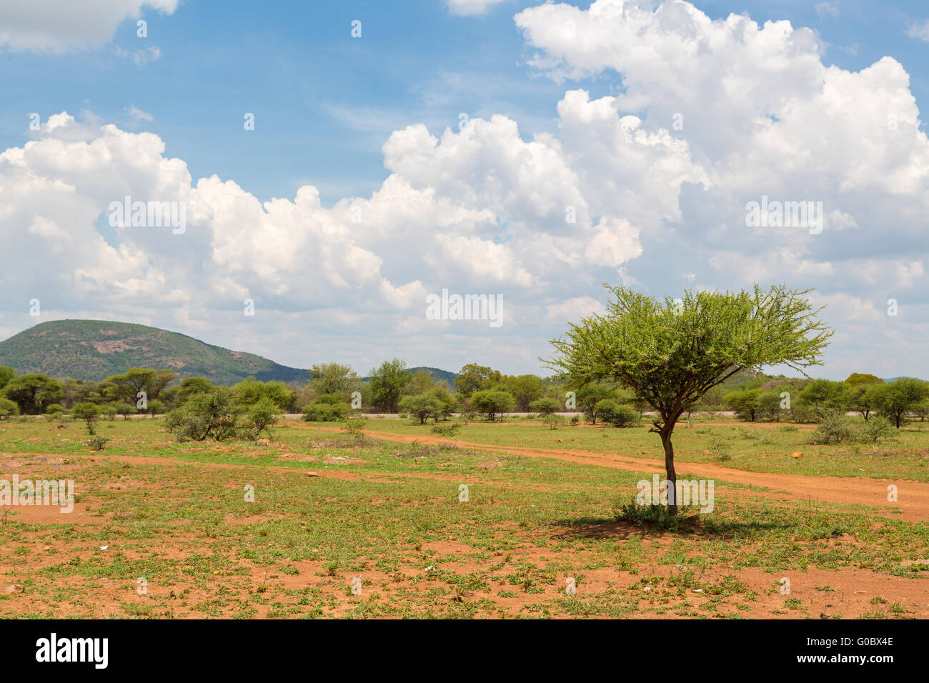 Arbusti nella savana secca praterie del Botswana Foto Stock