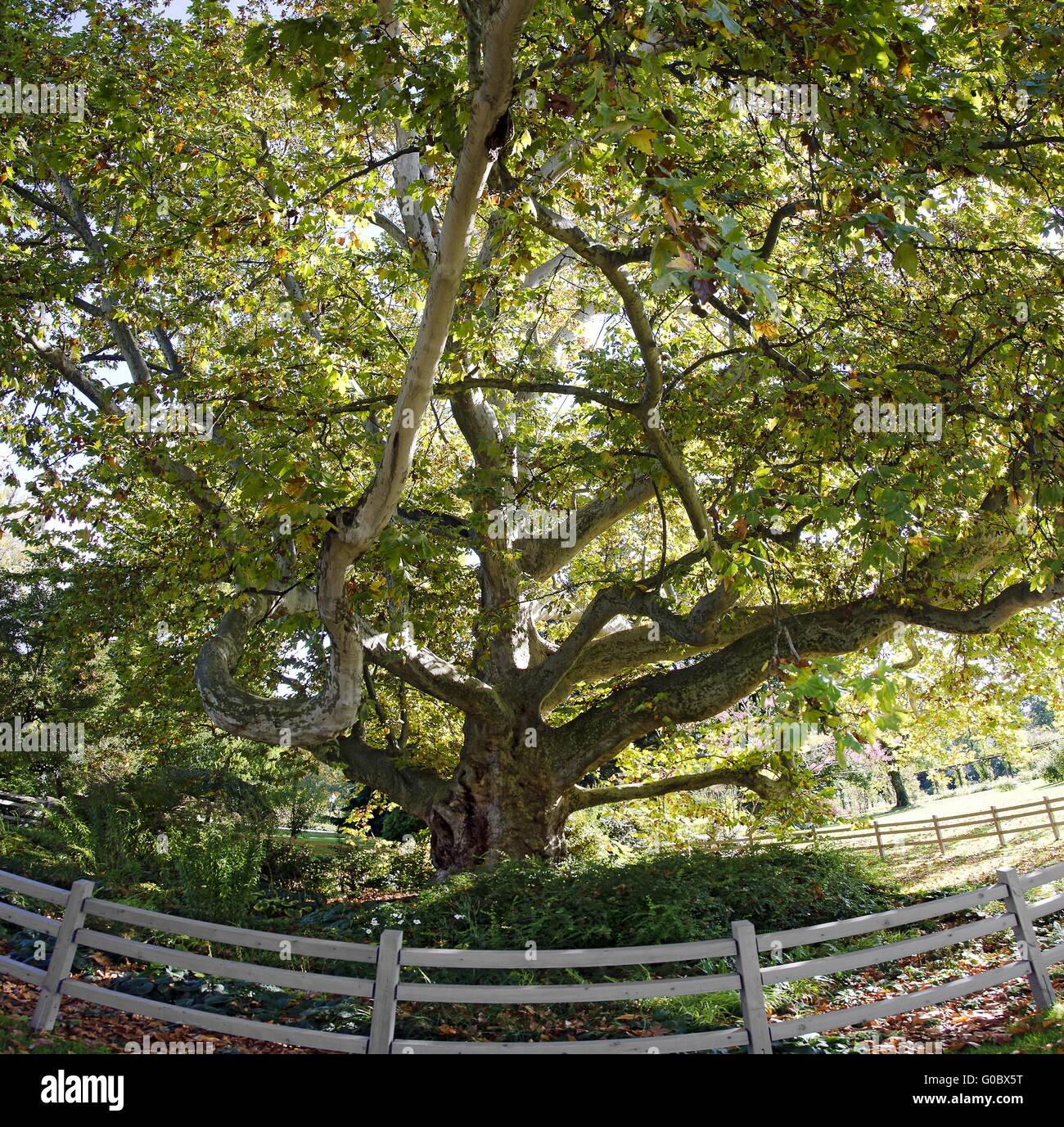 250 anni vecchia Unione plane tree con enorme corona Foto Stock