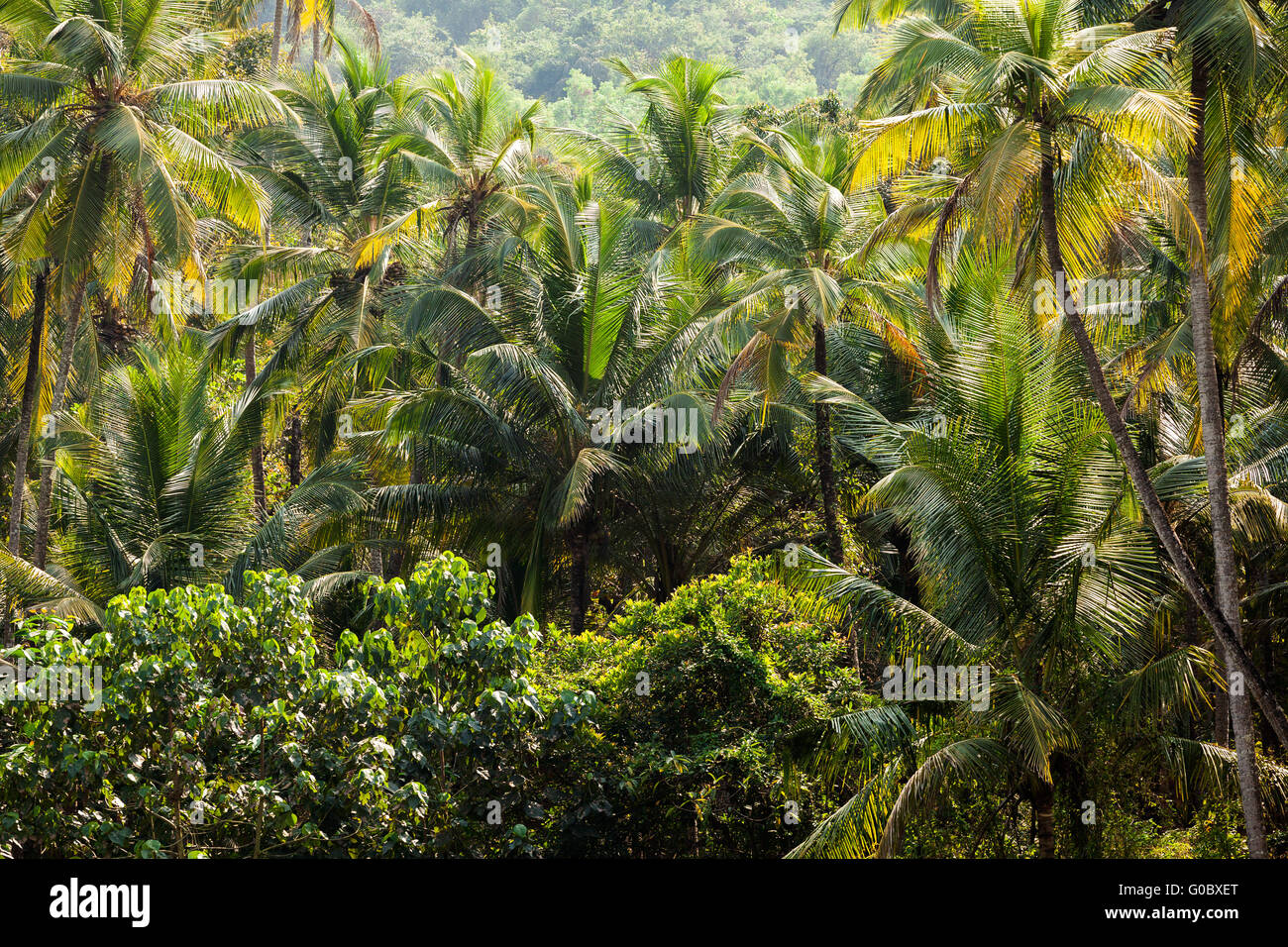 Albero di cocco jungle Foto Stock
