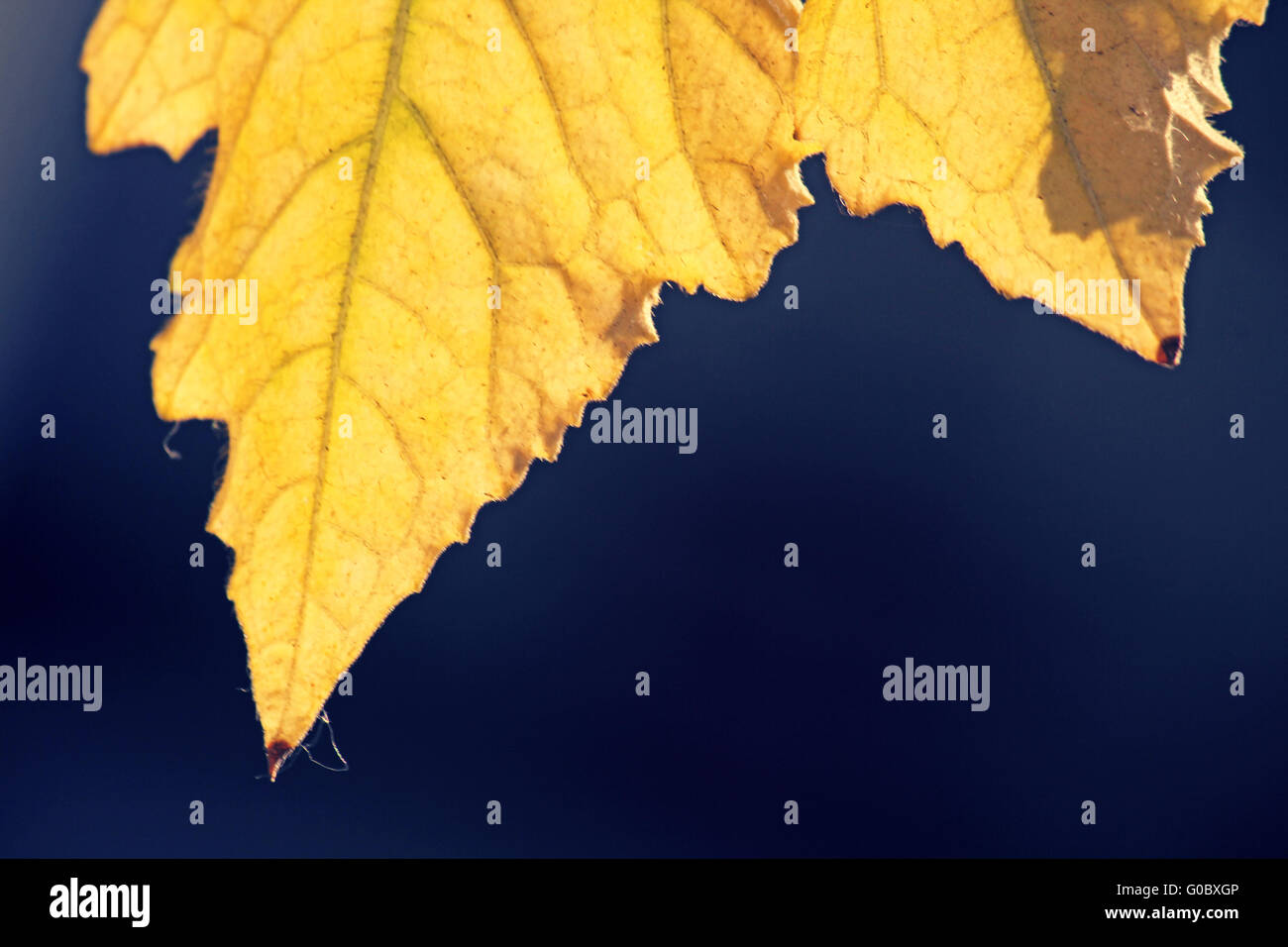 Foglie di colore giallo della Luffa aegyptiaca, aka cetriolo egiziano Foto Stock