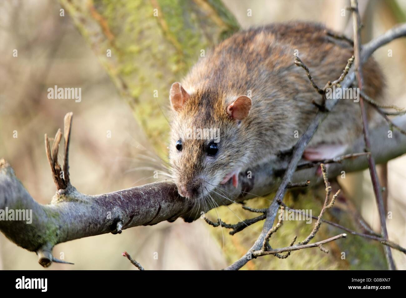 Brown rat in una struttura ad albero Foto Stock