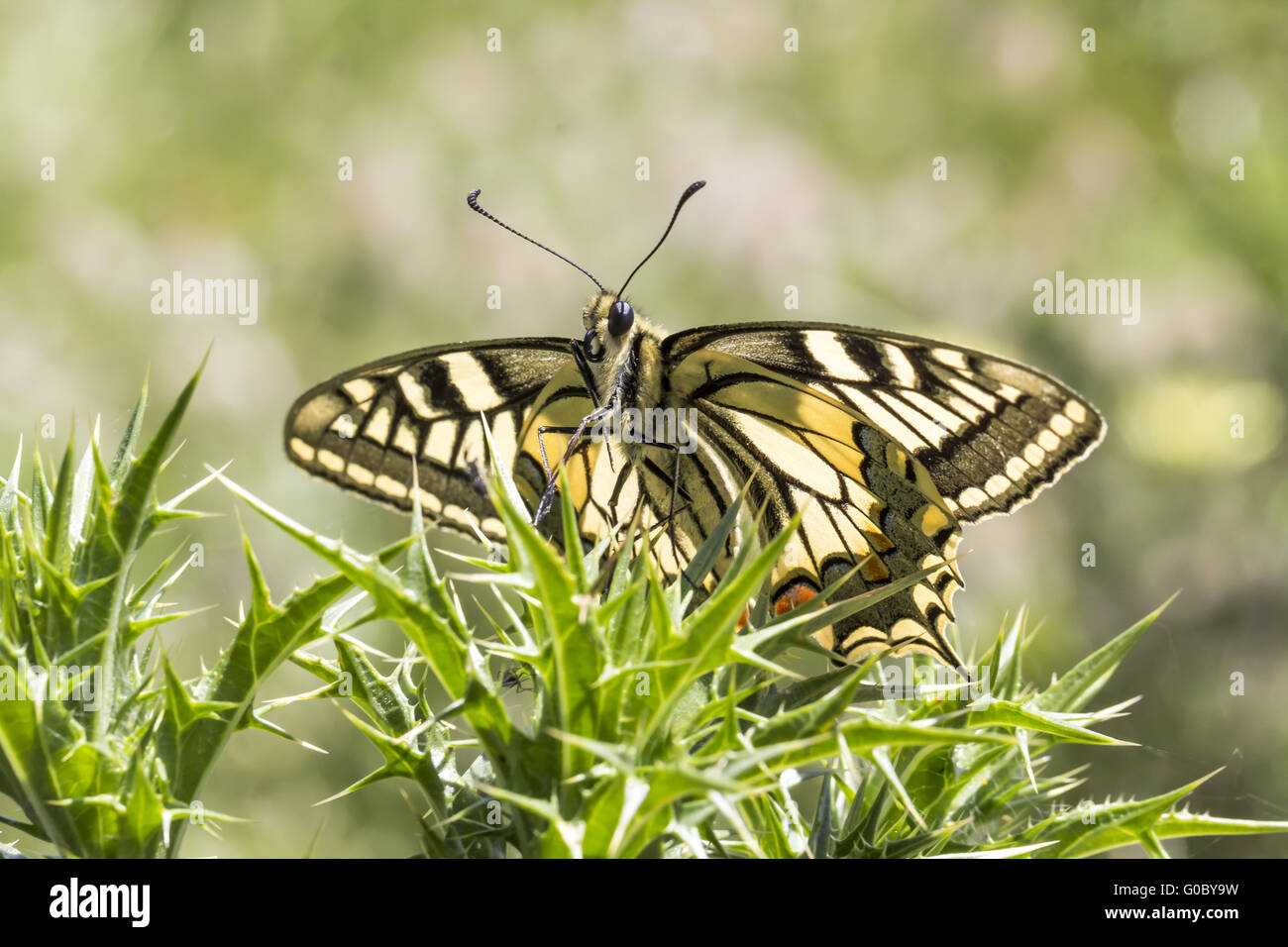 Papilio machaon, a coda di rondine butterfly dall'Europa Foto Stock