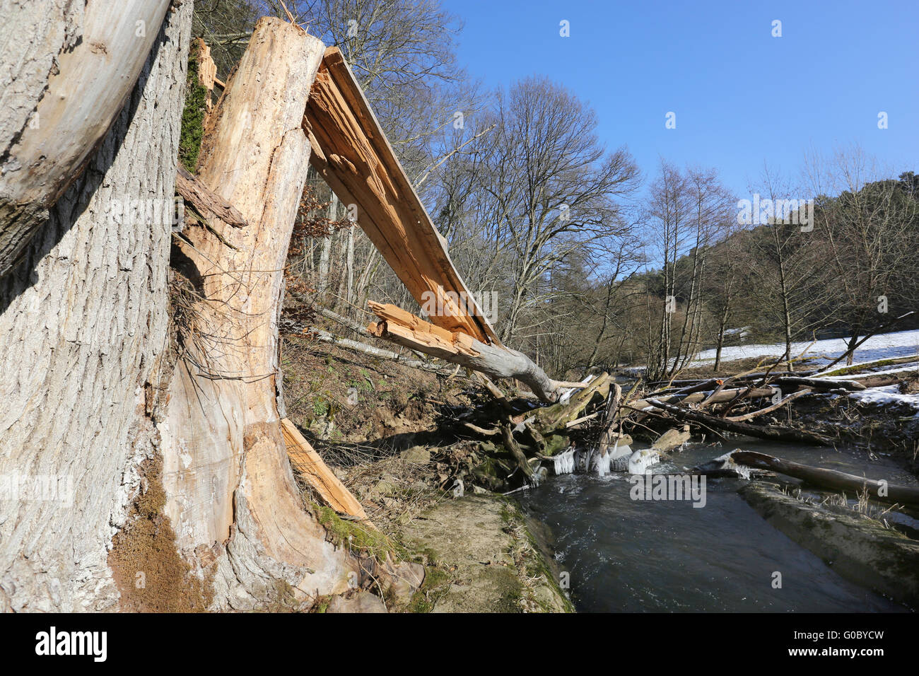 Albero piegato Foto Stock