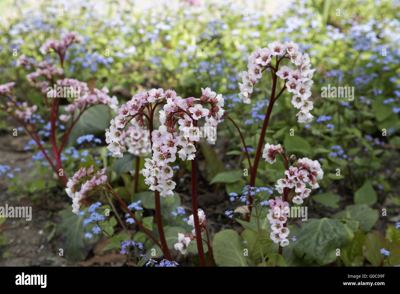 Bergenia, elefante-eared sassifraga, elefanti orecchie Foto Stock