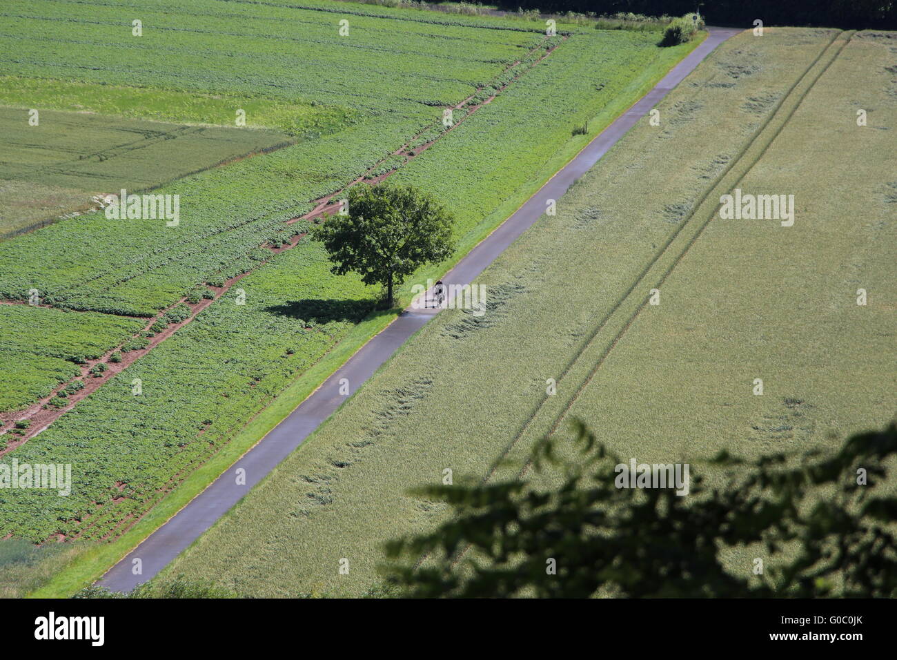 Due ciclisti su un percorso per biciclette Foto Stock