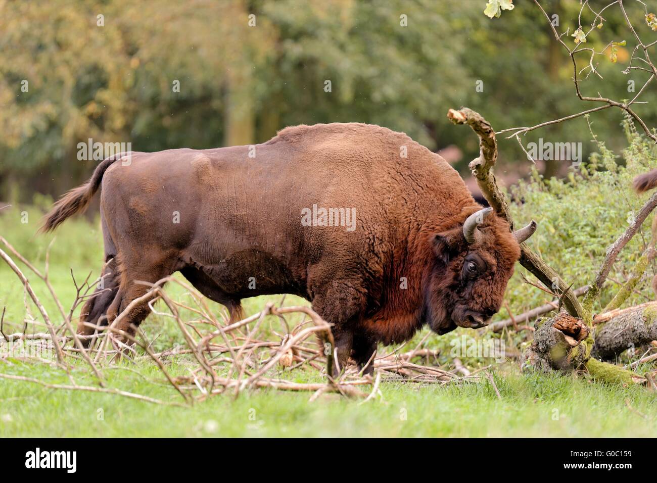 Legno europea bison Foto Stock