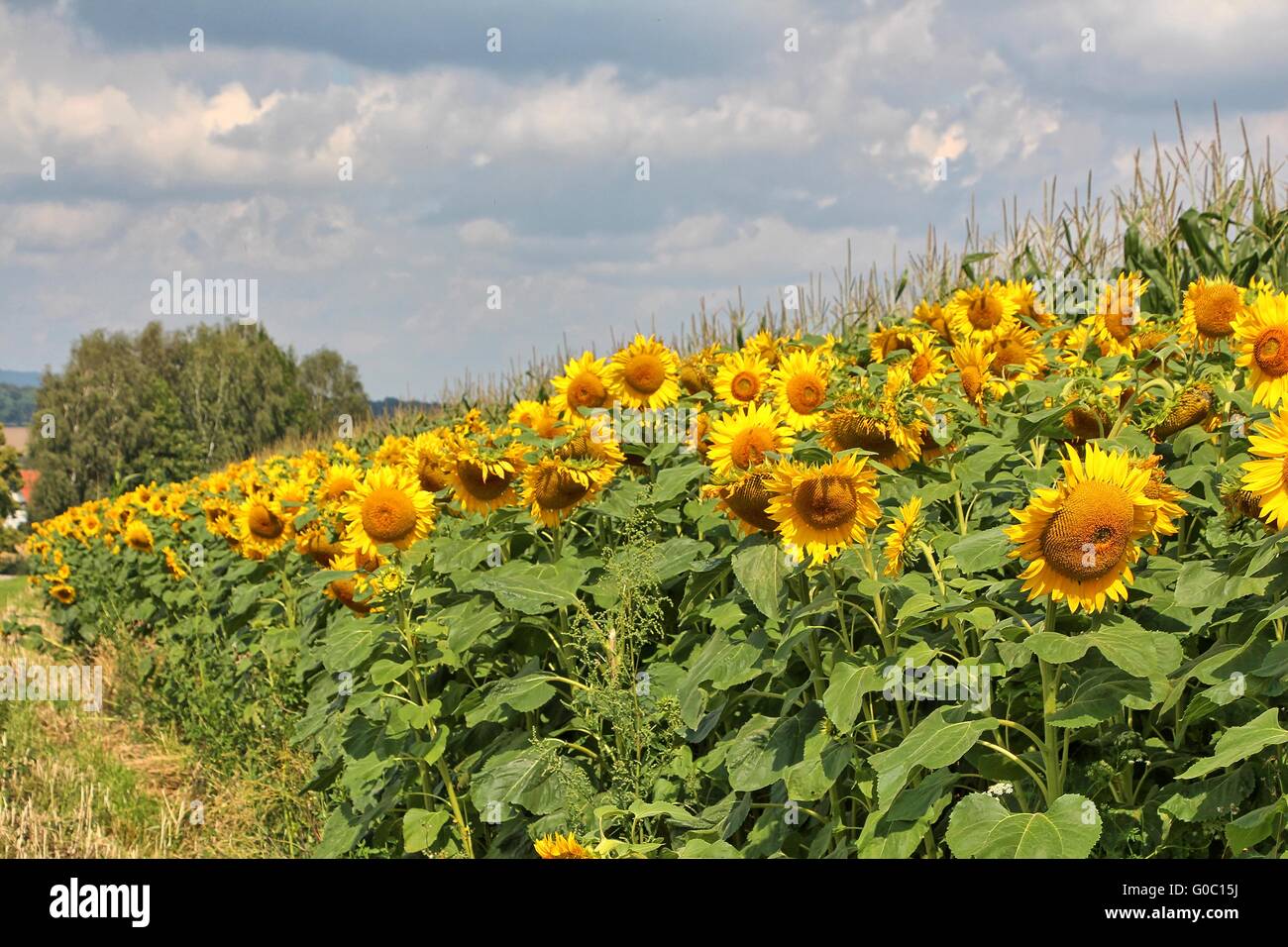 Un campo di girasoli Foto Stock