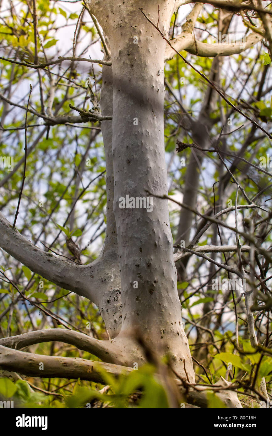 Terribile terribile falena uccide gli alberi, gira un web Foto Stock