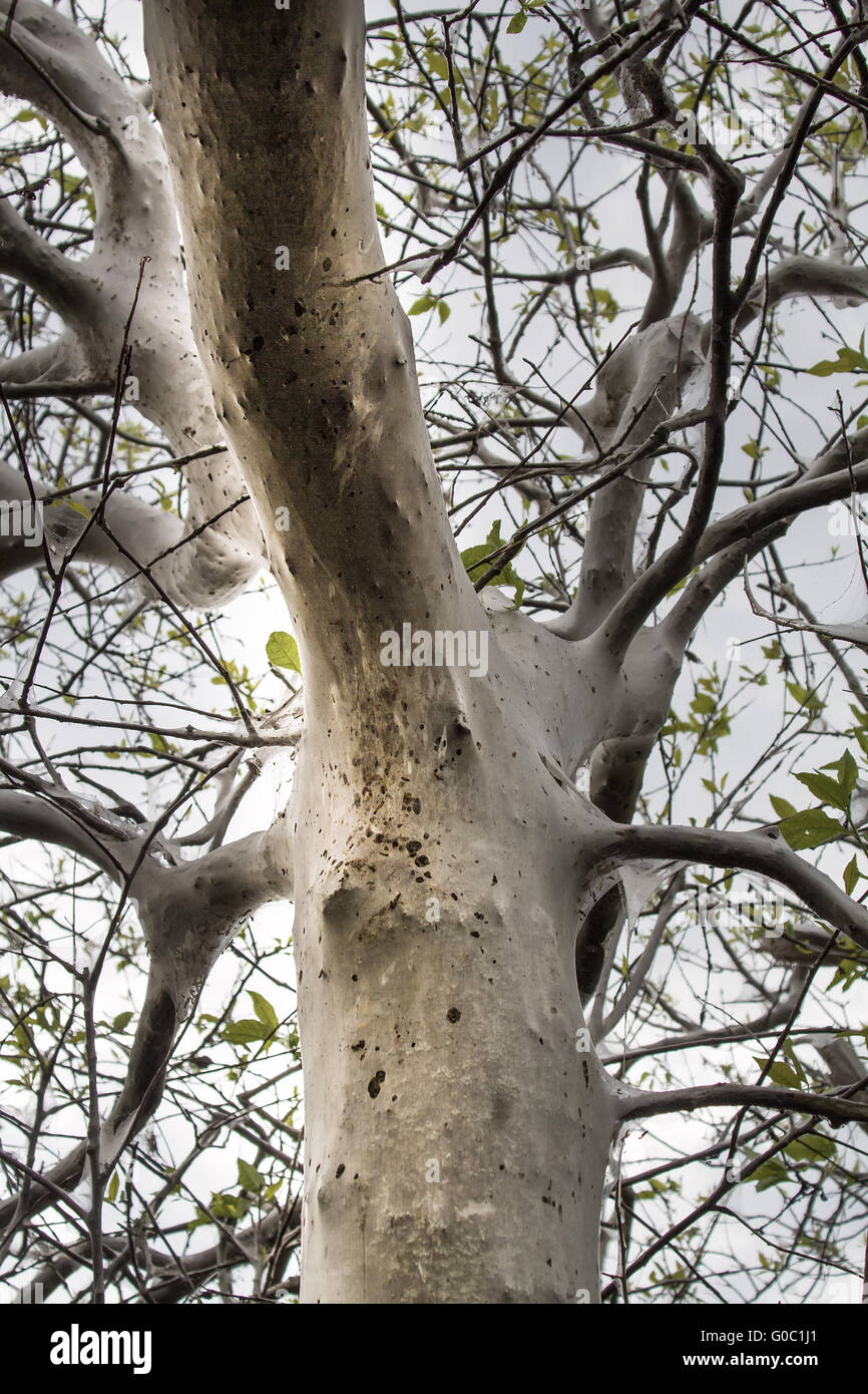 Terribile terribile falena uccide gli alberi, gira un web Foto Stock