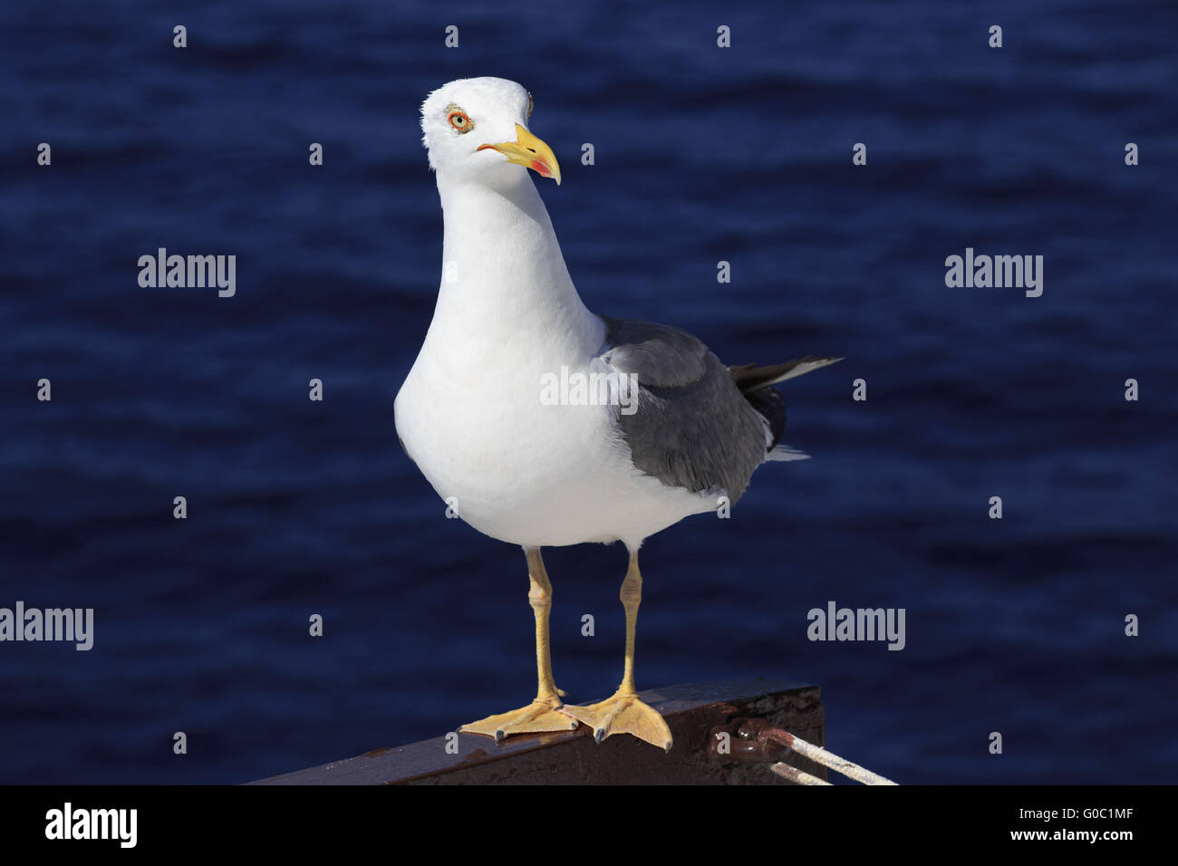 Giallo-zampe (gabbiano Larus michahellis) su uno sfondo di acqua di mare. Foto Stock