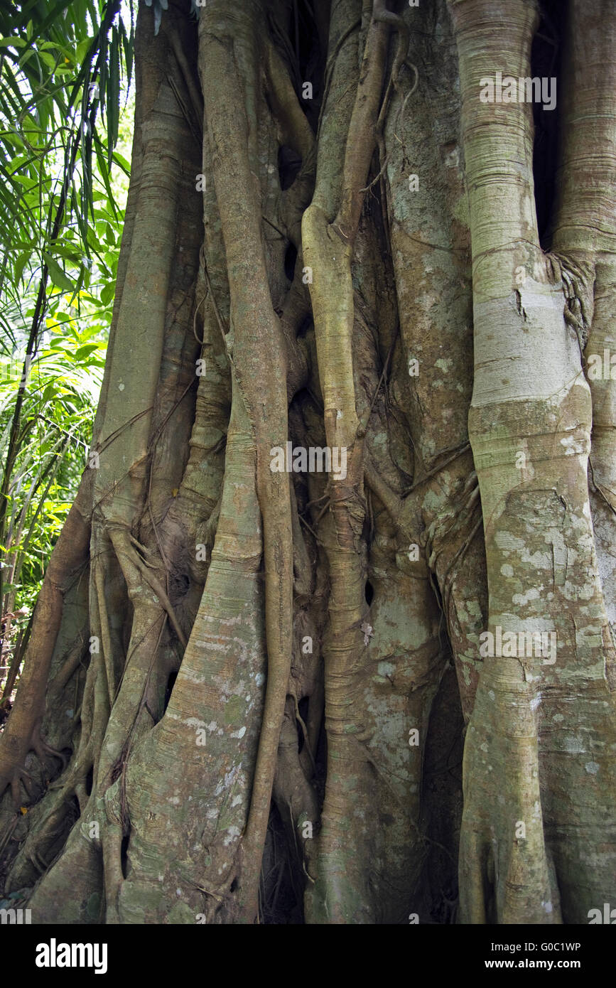 Albero tropicale Foto Stock